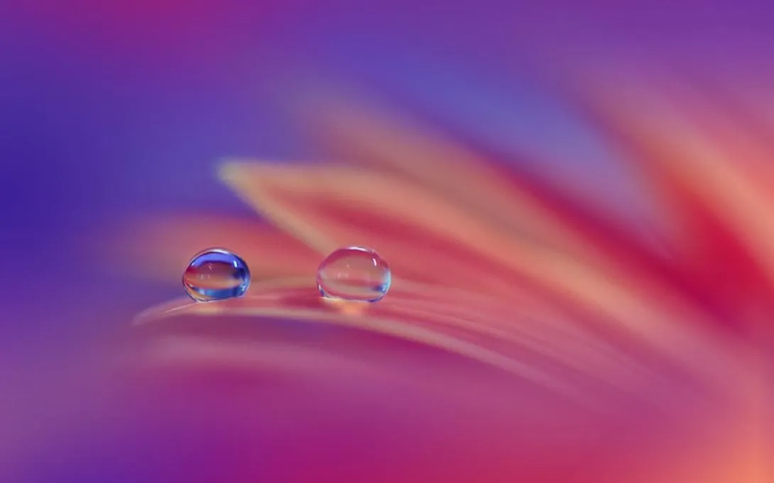 Water droplets on orange flower