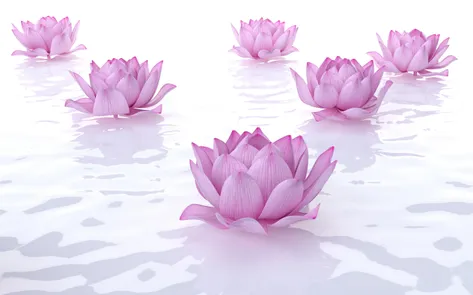 Purple lotus flowers floating on water.