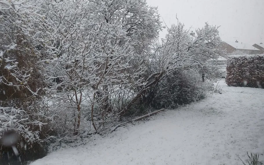 Snow in the back garden.