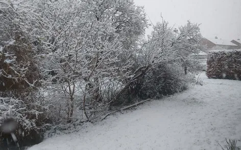 Snow in the back garden.