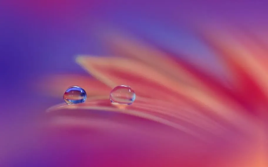 Water droplets on orange flower