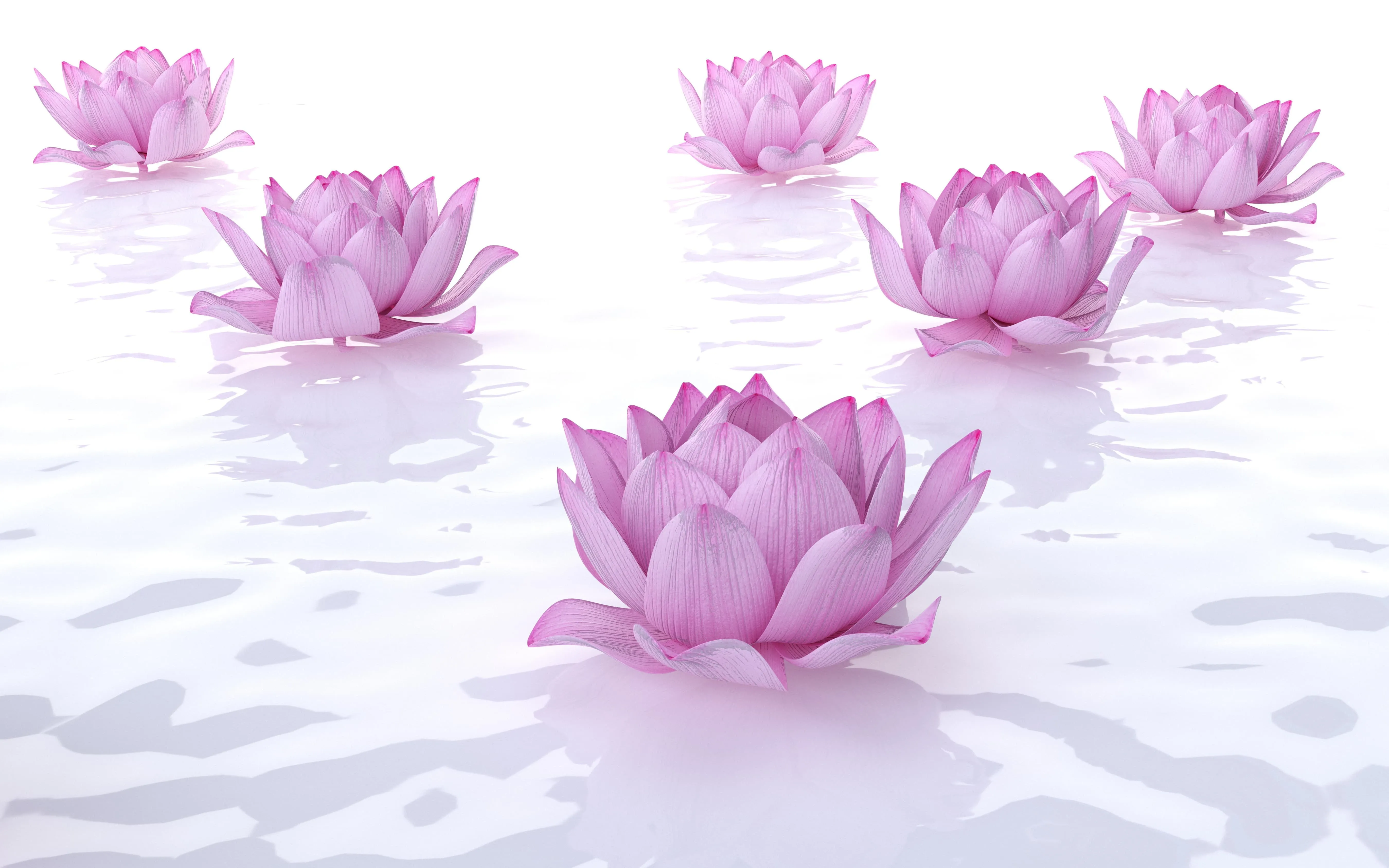 Purple lotus flowers floating on water.