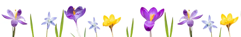 Pretty Spring flowers