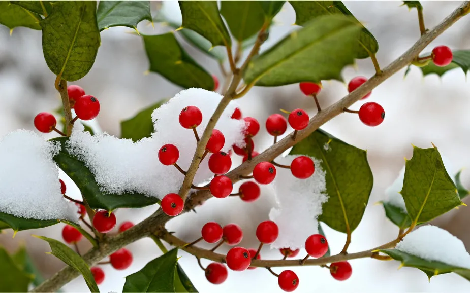 Winter berries on a branch.