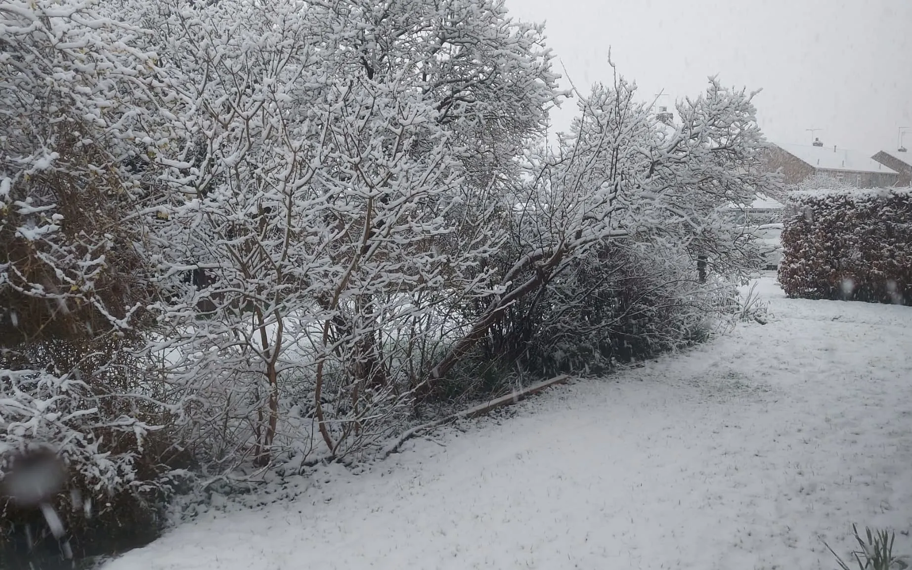 Snow in the back garden.