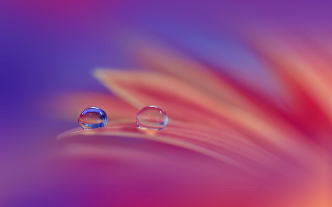 Purple Dew Drops