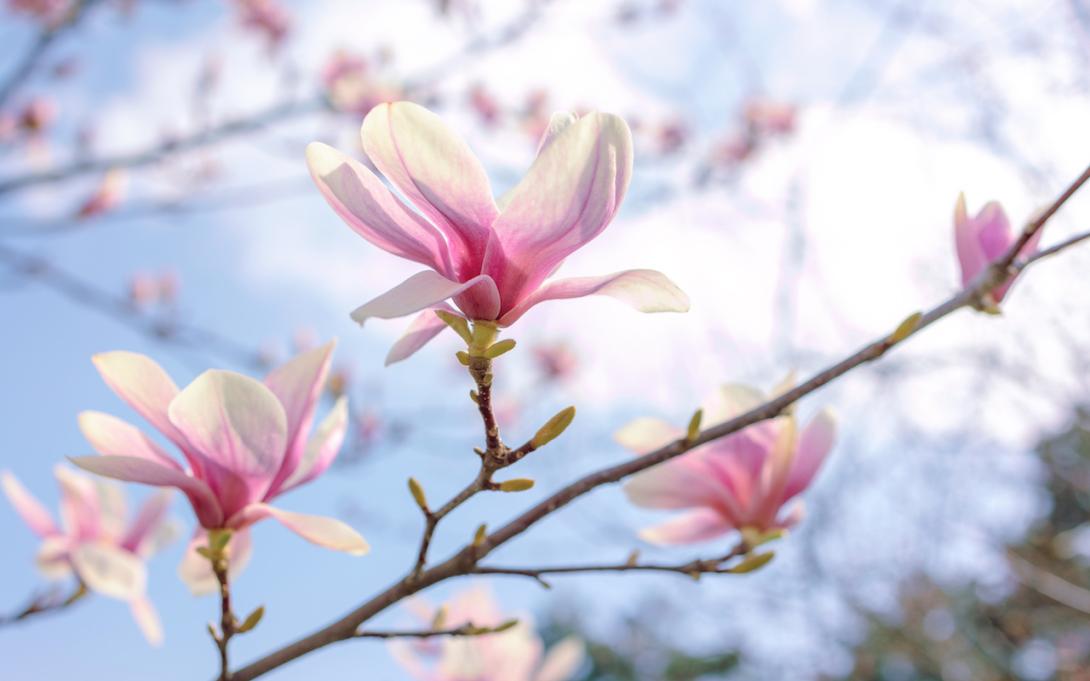 Pink Flower Buds